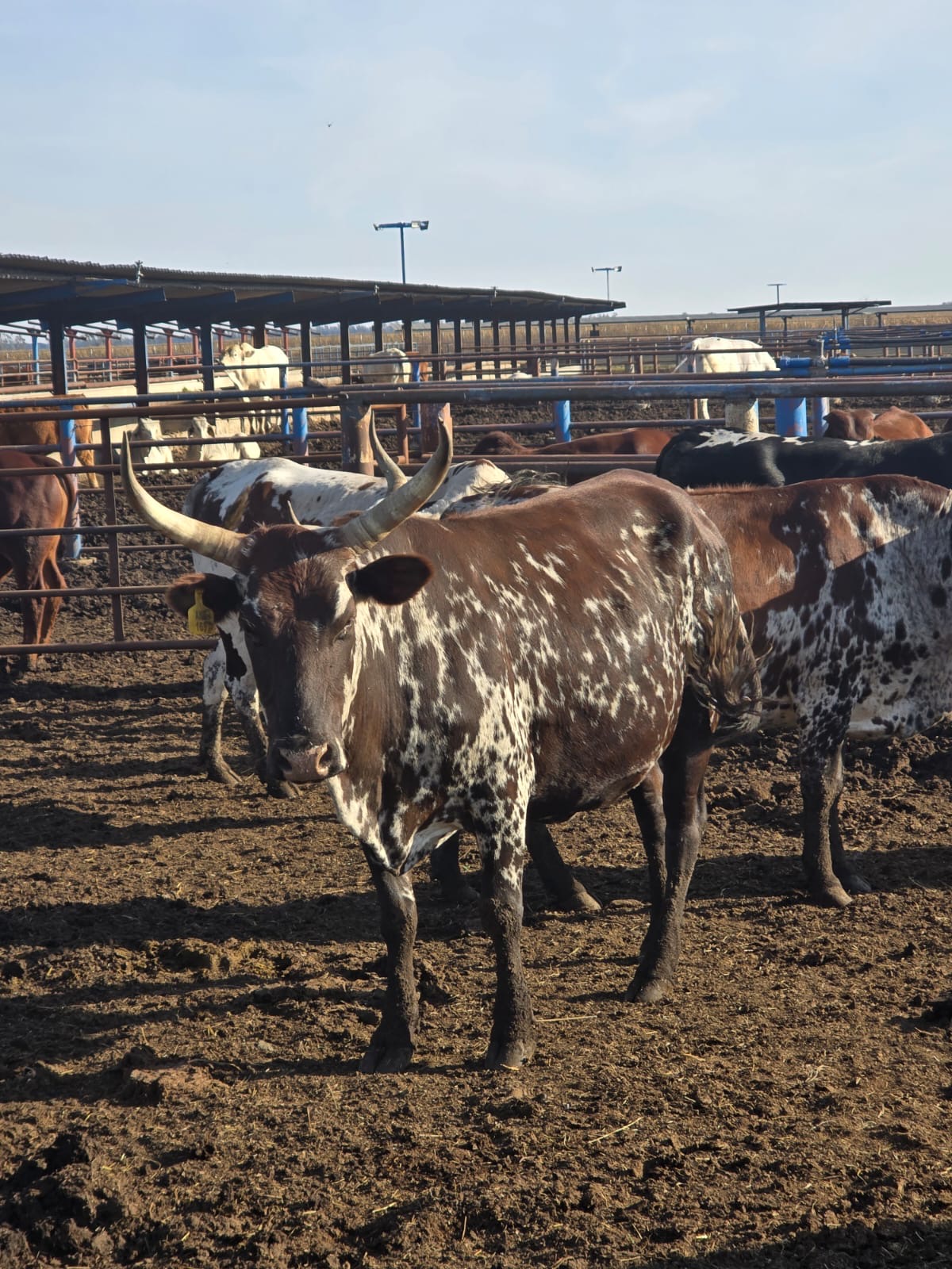 Healthy livestock managed responsibly