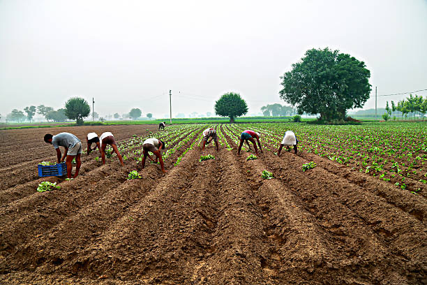 Fresh crops growing at Mount of Hope Agriculture Holdings