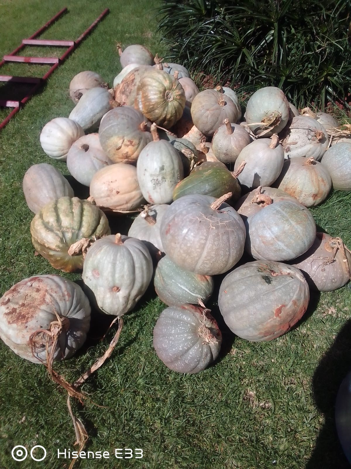 Farm workers preparing fresh produce for the community