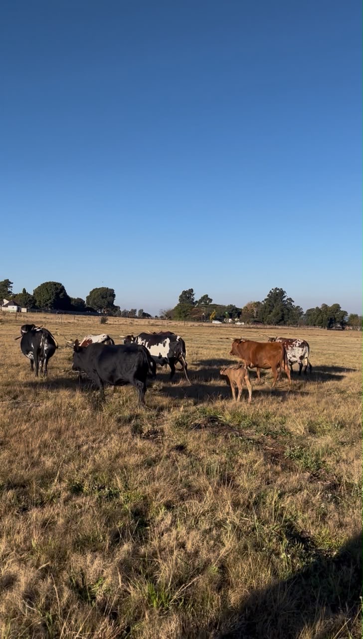 Healthy livestock on a mixed farm
