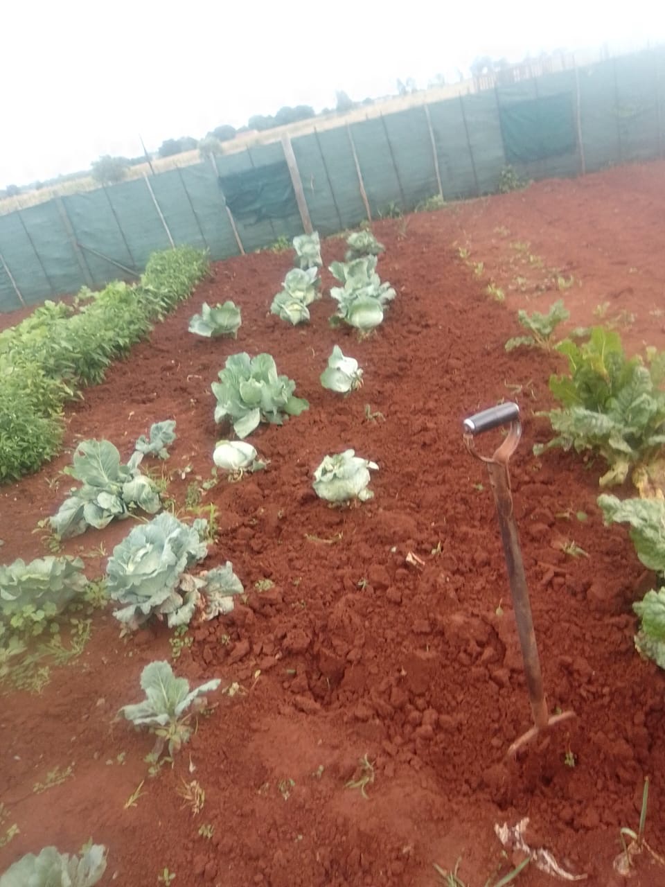 Fresh crops growing at Mount of Hope Agriculture Holdings