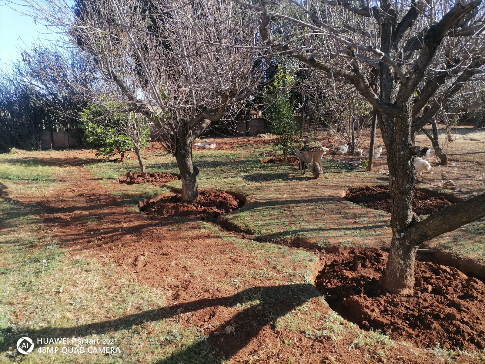Trees planted alongside agricultural crops