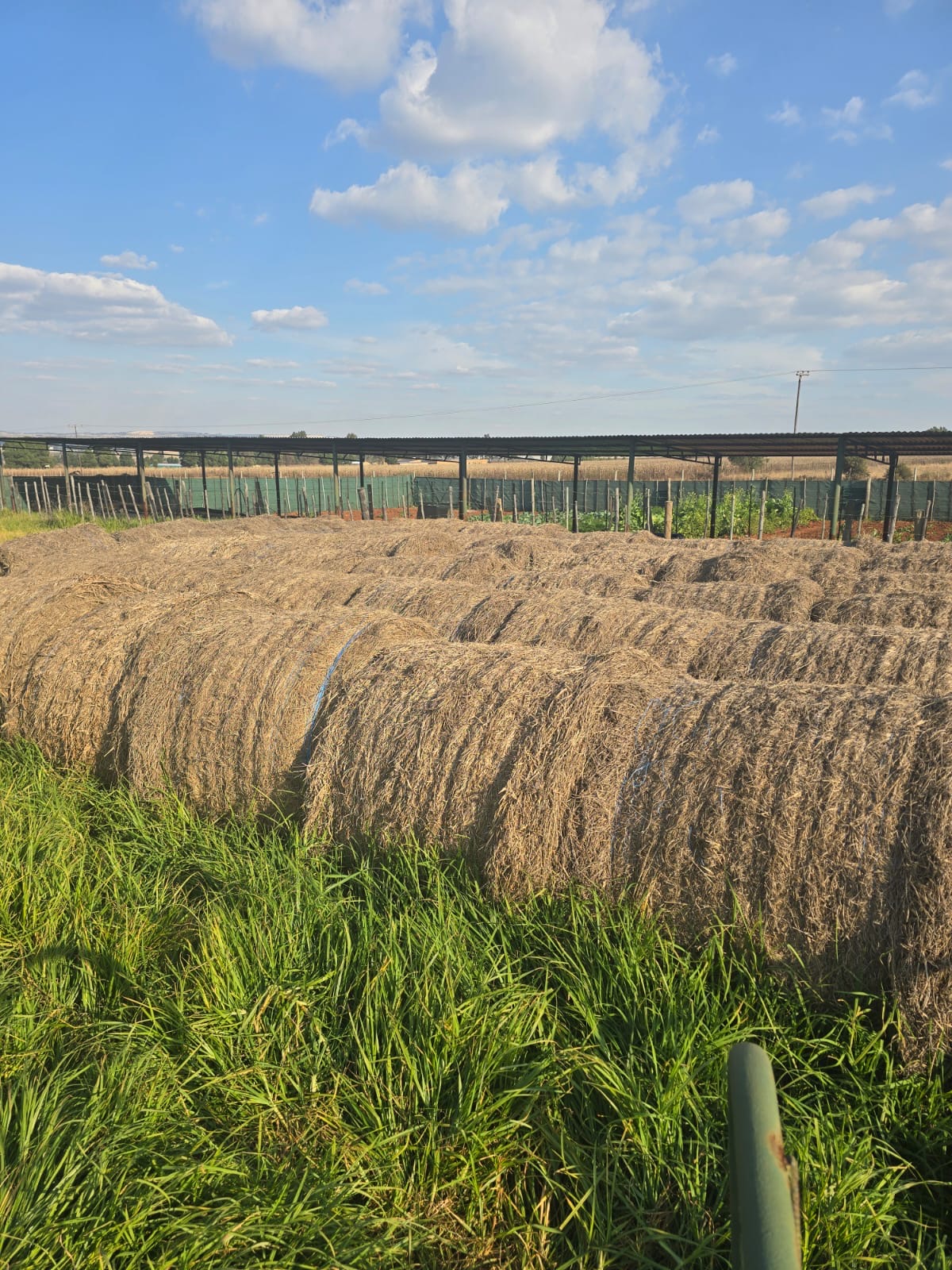 Agricultural produce being processed