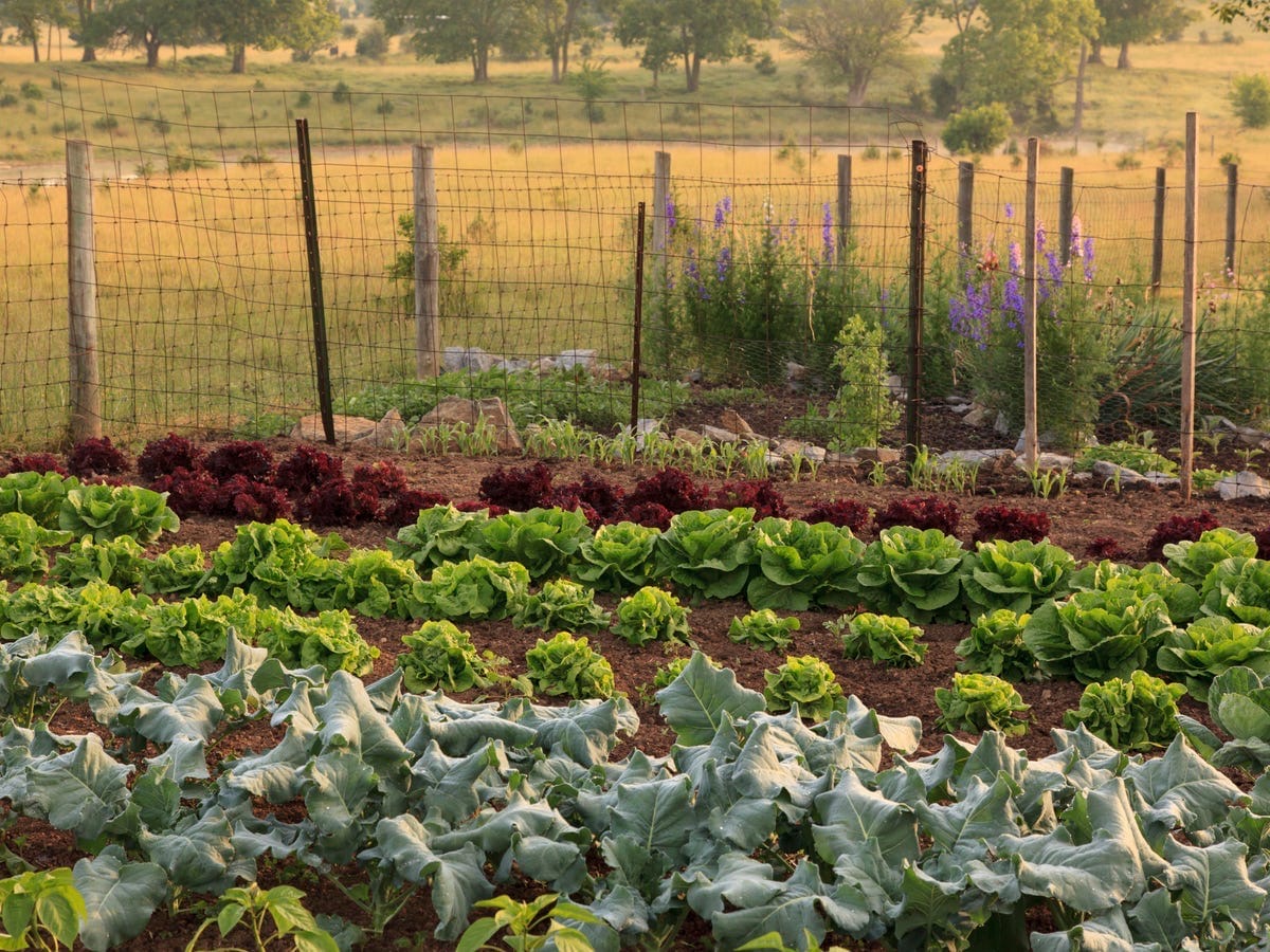 Fresh crops growing at Mount of Hope Agriculture Holdings
